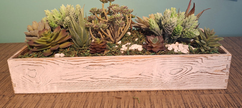 Succulents in Tray